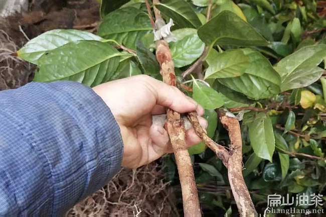 寧德大果油茶苗