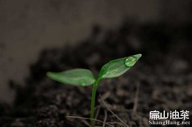 茶樹苗種植土質