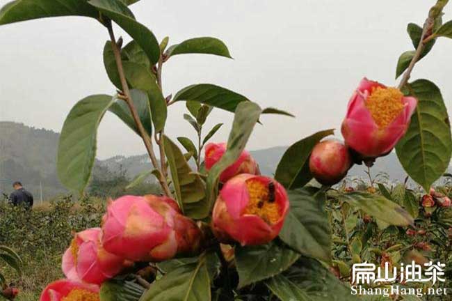 紅花茶樹苗
