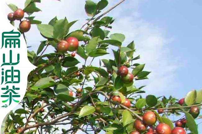 閩優(yōu)油茶苗
