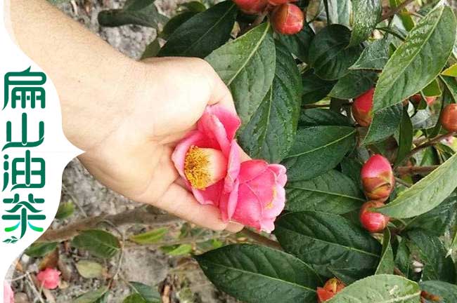福建大果油茶苗種植 新型嫁接紅花油茶苗培育茶油回收-扁山油茶