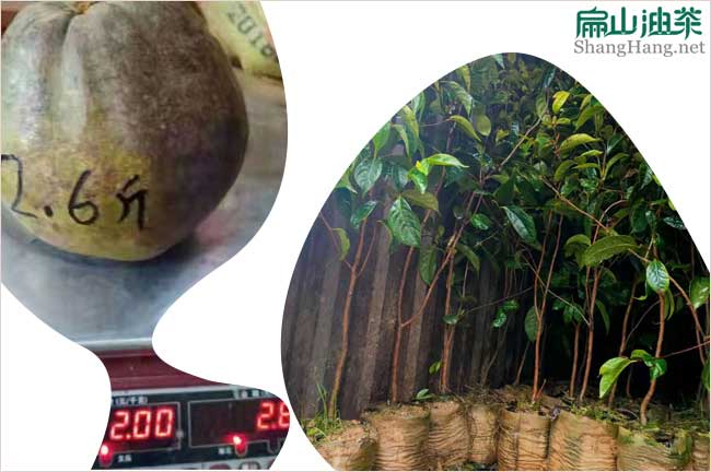新型嫁接油茶苗：江西長林湖南湘林中科廣西紅花大果-扁山