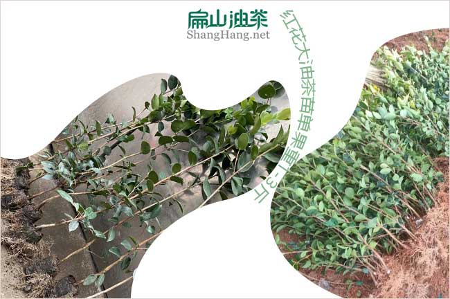 廣東蟠龍油茶苗