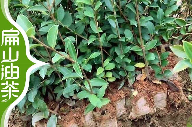 長林4號茶樹苗
