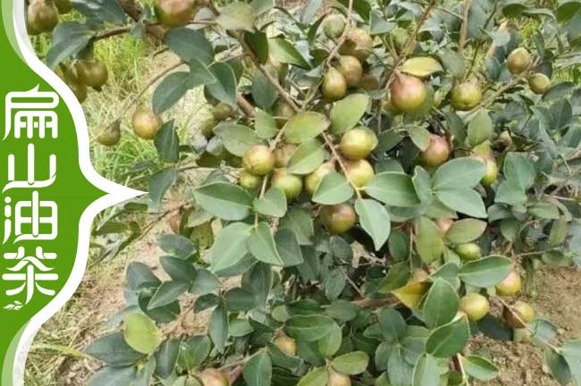 油茶品種分布 1000顆三年嫁接油茶杯苗50-80公分價格-扁山