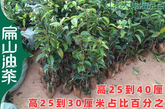 [長(zhǎng)林油茶苗批發(fā)]江西新型油茶苗培育基地53號(hào)18號(hào)0.8元/珠