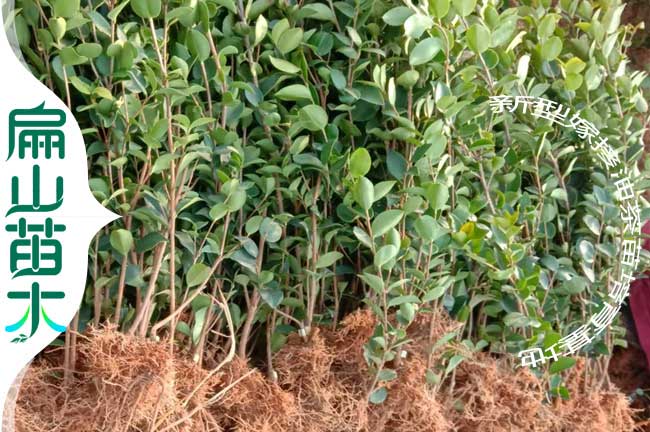 扁山嫁接紅花茶樹(shù)苗價(jià)格 四川大果油茶苗批發(fā)杯苗-扁山油茶