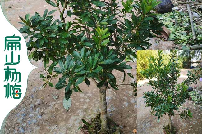 扁山湖南地徑3-4公分白絲楊梅樹苗 浙江1-2年水晶楊梅苗培育