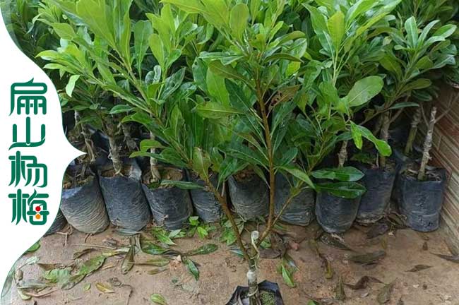 廣東2-3-1年東魁楊梅幼苗水晶大黑炭楊梅樹茂名6元/珠-扁山楊梅