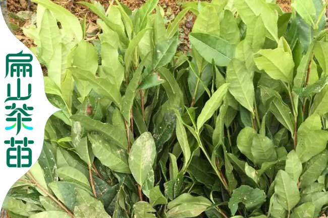 浙江1號(hào)茶葉苗
