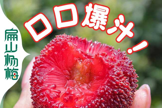 扁山楊梅的種植方法 種植土壤多深密度修剪時(shí)間施肥問(wèn)題解答