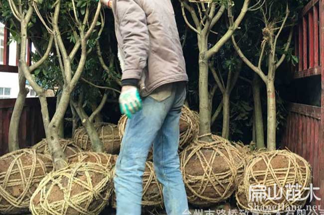 [大黑炭楊梅苗批發(fā)]上饒大黑炭楊樹杯苗6.8元/珠-扁山楊梅