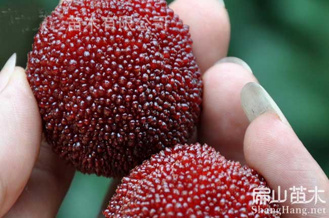 贛州楊梅批發(fā)
