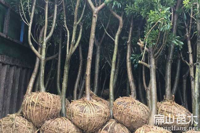 扁山大黑炭楊梅苗(杯苗 水晶 荸薺 東魁)涼山已掛果發(fā)貨-楊梅