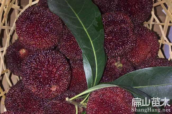 萬古鎮(zhèn)楊梅種植