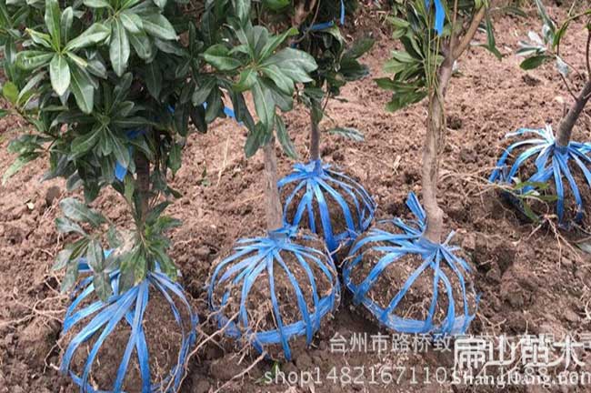 梁平楊梅苗批發(fā)