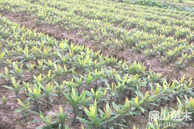 長(zhǎng)壽東魁楊梅苗