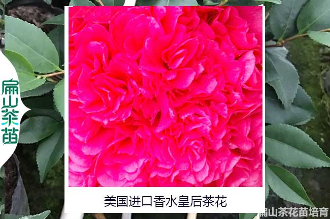 濮陽(yáng)香水皇后茶花苗