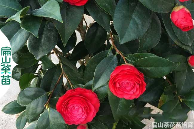 嫁接茶花苗時(shí)間