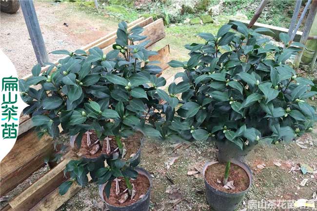 規(guī)格眾多 鶴壁香妃茶花苗 軟枝長(zhǎng)林油茶小杯苗 茶葉裸根2元
