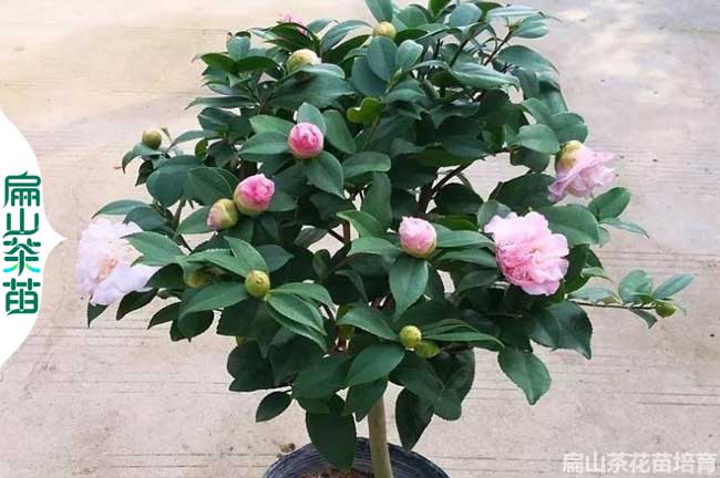 [標準茶花苗培育批發(fā)基地]贛州有油茶苗.茶葉苗小杯苗2元