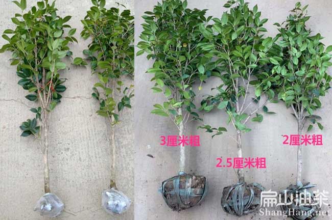 油茶種植時(shí)間