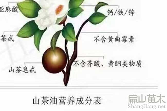 油茶生長特點(diǎn)
