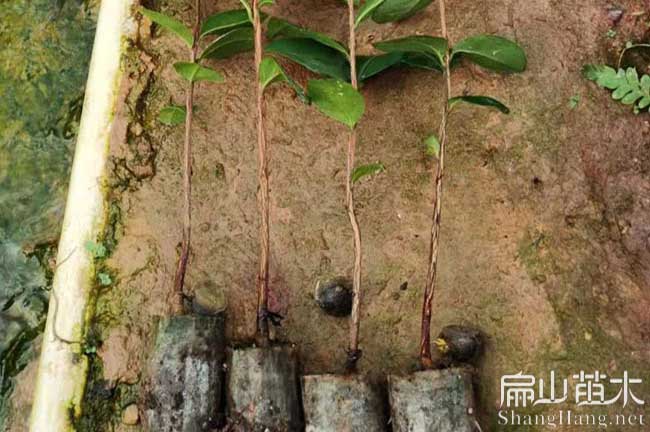 福州羅源東魁楊梅苗永泰大果紅花油茶苗種植超過(guò)1000畝