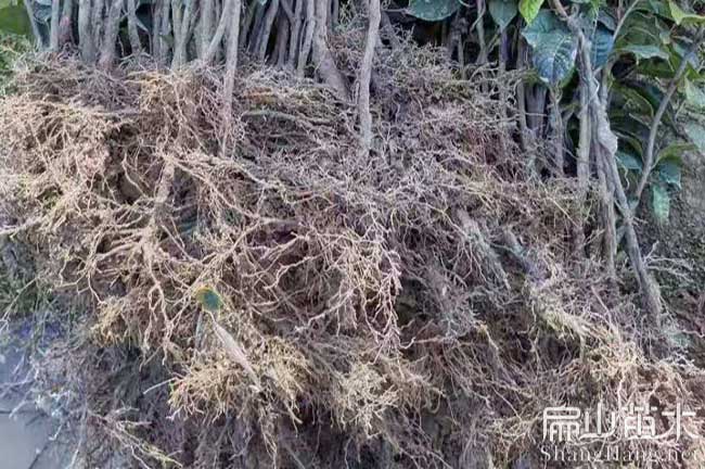 濟(jì)寧紅花油茶苗