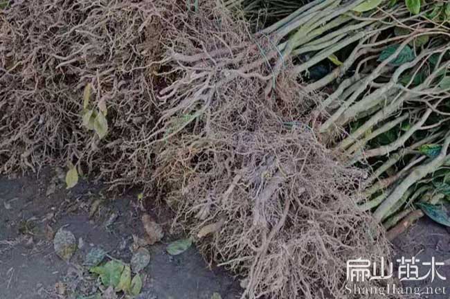 玉林油茶種植基地