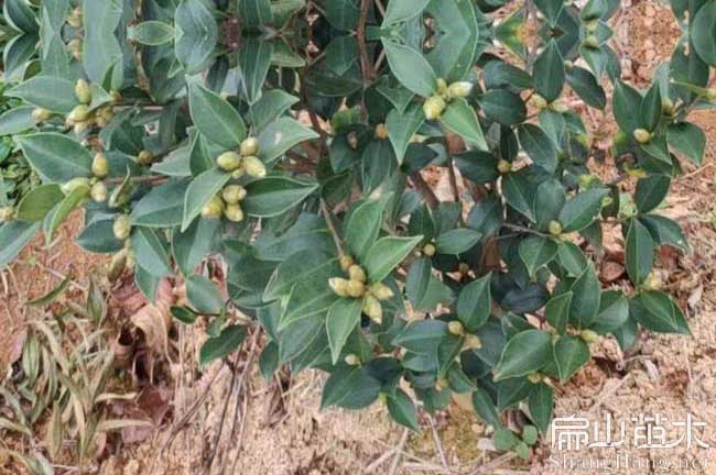 三明油茶苗批發(fā)貨到清流龍津?qū)幓铇涿缟晨h將樂尤溪種植