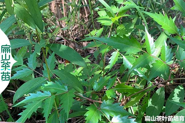 信陽(yáng)茶葉苗批發(fā)