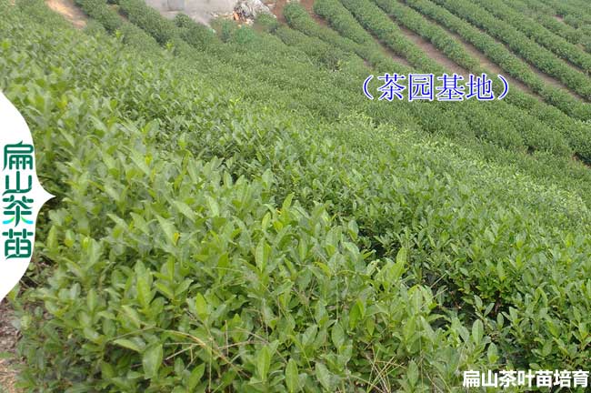 信陽(yáng)1年茶葉苗批發(fā)
