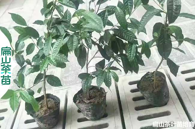 福建茶葉苗培育電話 福建省油茶小杯苗茶花苗批發(fā)基地址2元