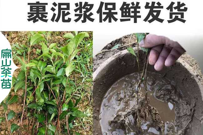 德陽(yáng)茶葉苗培育