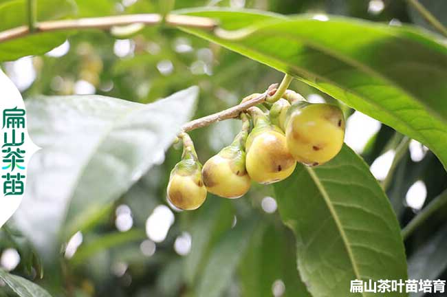 浙江金花茶苗 杭州臺州金華龍井43號茶葉小杯苗培育 三十CM
