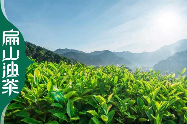 福鼎茶苗