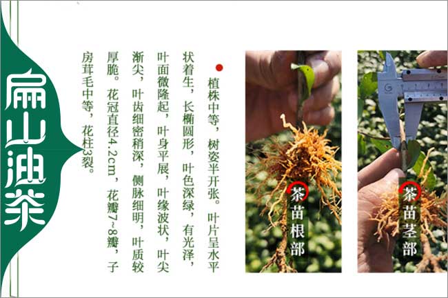 寧德茶葉樹苗
