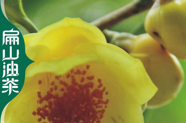 長(zhǎng)沙金花茶苗批發(fā)