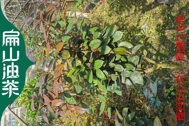 泉州金花茶大杯苗批發(fā)