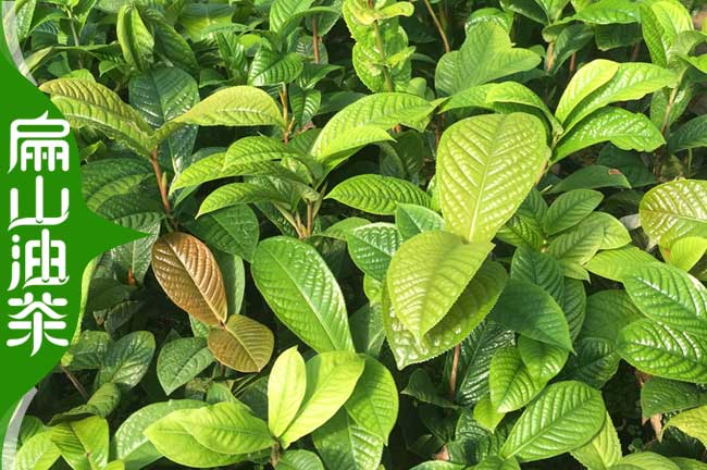 這里有湖南賣株洲茶葉苗和油茶苗 1-5年長(zhǎng)林軟枝香花2元一顆