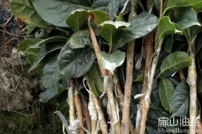湘林210茶籽樹苗批發(fā)