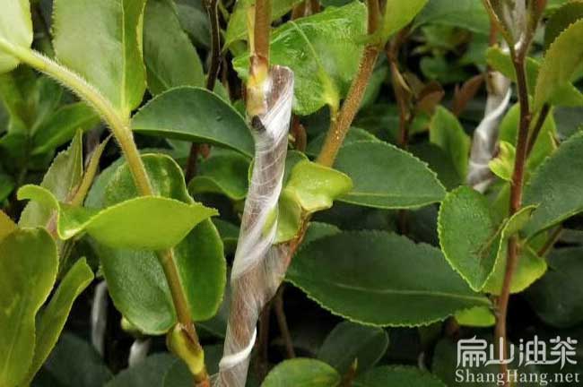 筋竹嫁接茶樹苗