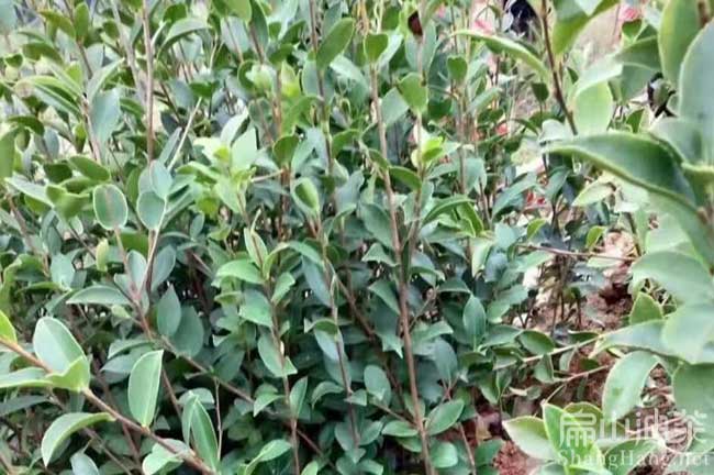 益陽(yáng)油茶基地