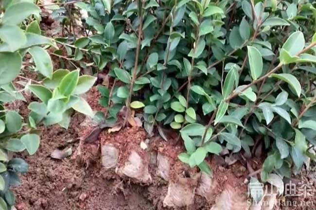 海南油茶基地 海南油茶基地種植大果大紅花油茶樹-扁山油茶