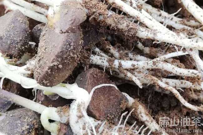 益陽(yáng)油茶苗栽培