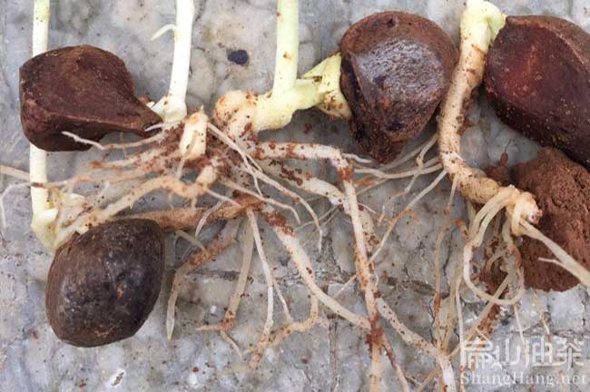 長林油茶種子