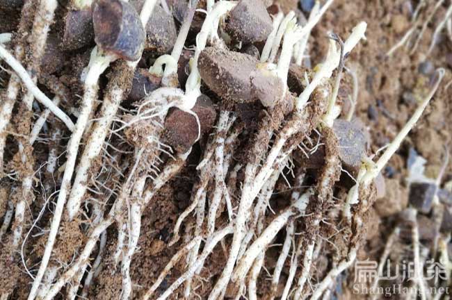 賓陽(yáng)軟枝油茶苗