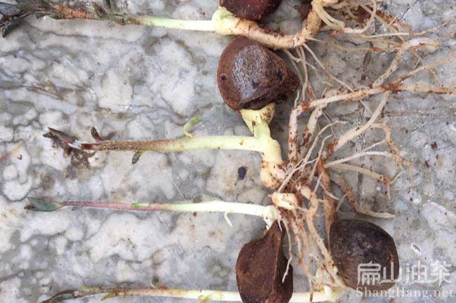 廈門(mén)嫁接油茶苗