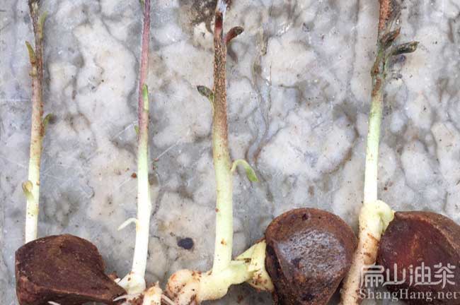 廣西老茶籽樹(shù)苗